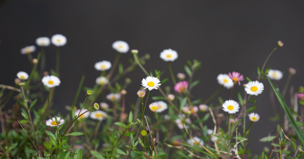 découvrez l'importance de la biodiversité pour notre planète. apprenez comment la diversité des espèces et des écosystèmes contribue à la santé de notre environnement et à notre bien-être. rejoignez la lutte pour préserver notre patrimoine naturel.