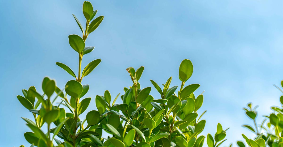 découvrez le rôle essentiel des comités environnementaux dans la protection de notre planète. explorez comment ces groupes s'engagent à promouvoir des pratiques durables, à sensibiliser le public et à influencer les politiques environnementales. rejoignez ce mouvement pour un avenir plus vert et plus responsable.