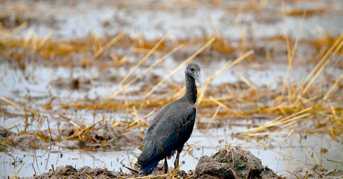 découvrez les normes environnementales essentielles pour garantir un développement durable et respectueux de notre planète. informez-vous sur les réglementations, les certifications et les meilleures pratiques pour protéger l'environnement tout en promouvant une croissance économique responsable.