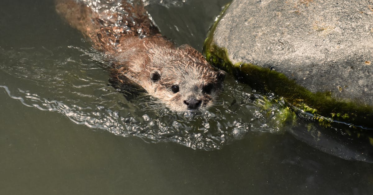 découvrez l'importance de la certification environnementale pour les entreprises. apprenez comment ces labels garantissent le respect des normes écologiques et contribuent à un avenir durable.