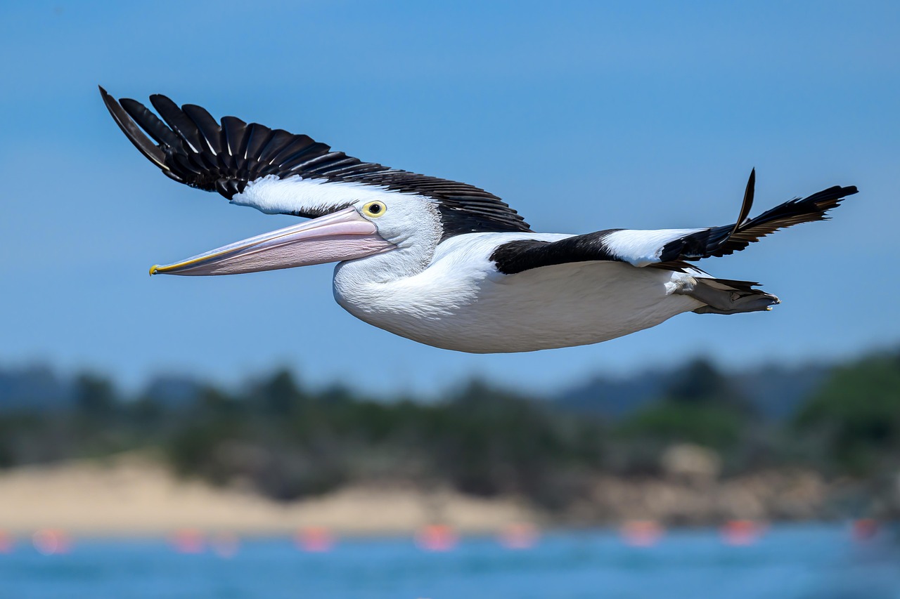découvrez l'australie : paysages époustouflants, faune unique, plages de rêve et villes dynamiques. guide complet pour voyager, étudier ou s'installer en australie.