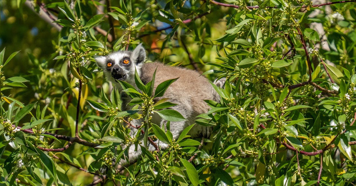 découvrez l'importance de la biodiversité pour notre planète et ses écosystèmes. apprenez comment préserver la variété des espèces et l'équilibre naturel, tout en soutenant des pratiques durables pour un avenir meilleur.