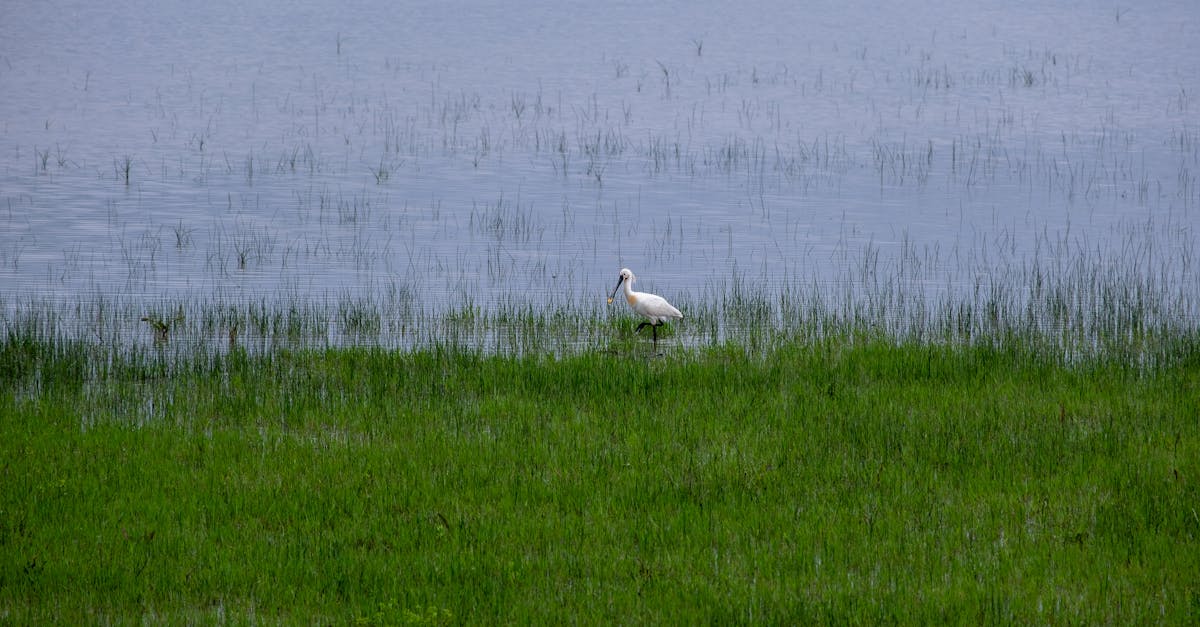 découvrez des pratiques efficaces pour la conservation de l'eau et apprenez comment réduire votre consommation tout en préservant notre précieuse ressource. explorez des astuces simples pour économiser l'eau dans votre quotidien et contribuer à un avenir durable.