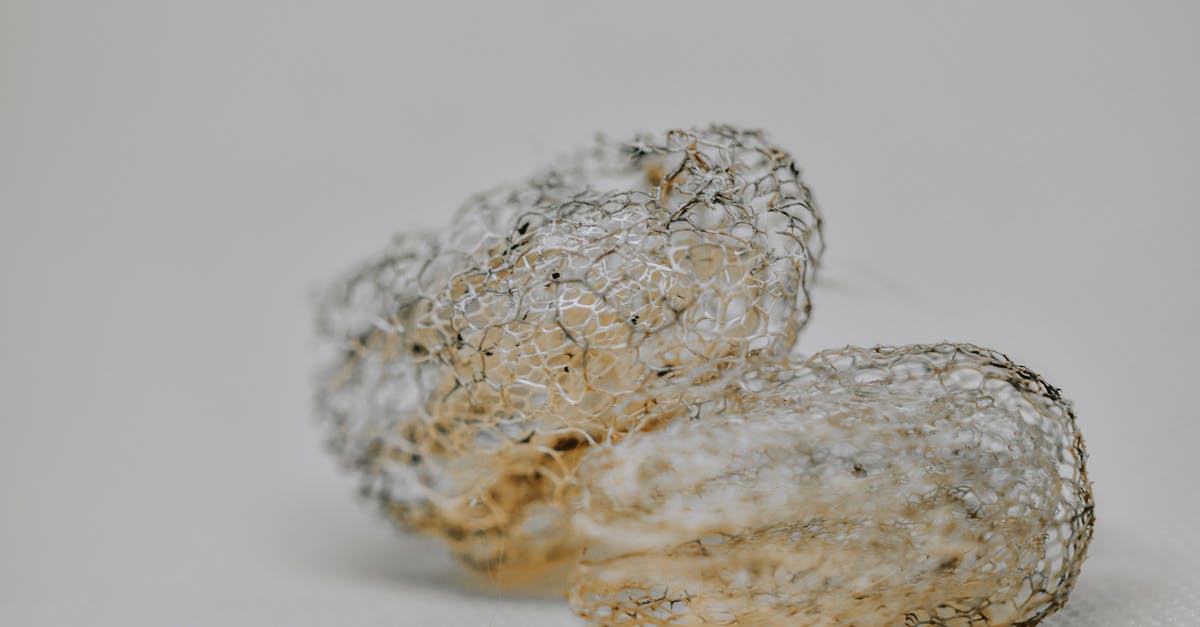 découvrez les enjeux et les solutions pour atteindre les émissions nettes nulles. explorez des stratégies durables et innovantes pour réduire votre empreinte carbone et contribuer à un avenir plus respectueux de l'environnement.