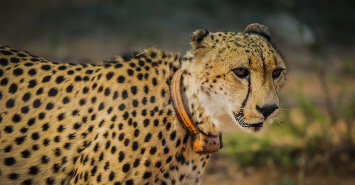 découvrez l'importance de la préservation des habitats pour protéger la biodiversité et garantir un avenir durable. apprenez des stratégies et des initiatives pour sauvegarder les écosystèmes et promouvoir un équilibre harmonieux entre l'homme et la nature.