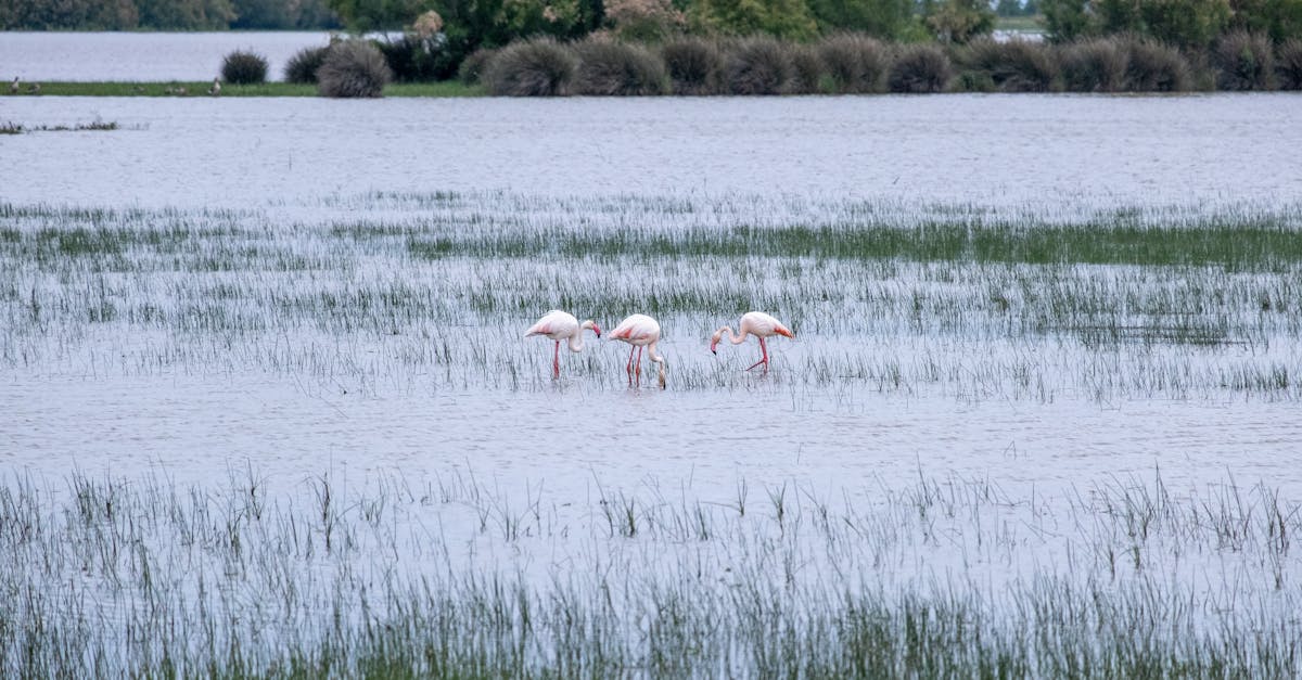 découvrez l'importance de la conservation de l'eau pour préserver notre planète. apprenez des astuces pratiques et des stratégies pour réduire votre consommation d'eau au quotidien et contribuer à un avenir durable.