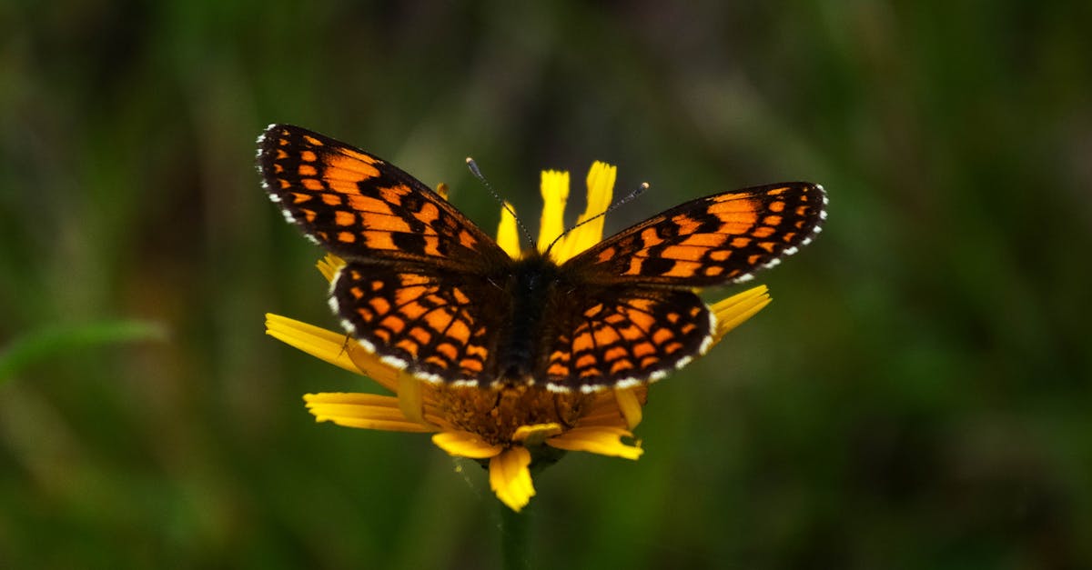 découvrez des initiatives innovantes de collecte de fonds pour la protection de l'environnement. participez à des projets durables et engagez-vous pour un avenir plus vert avec des actions qui font la différence.