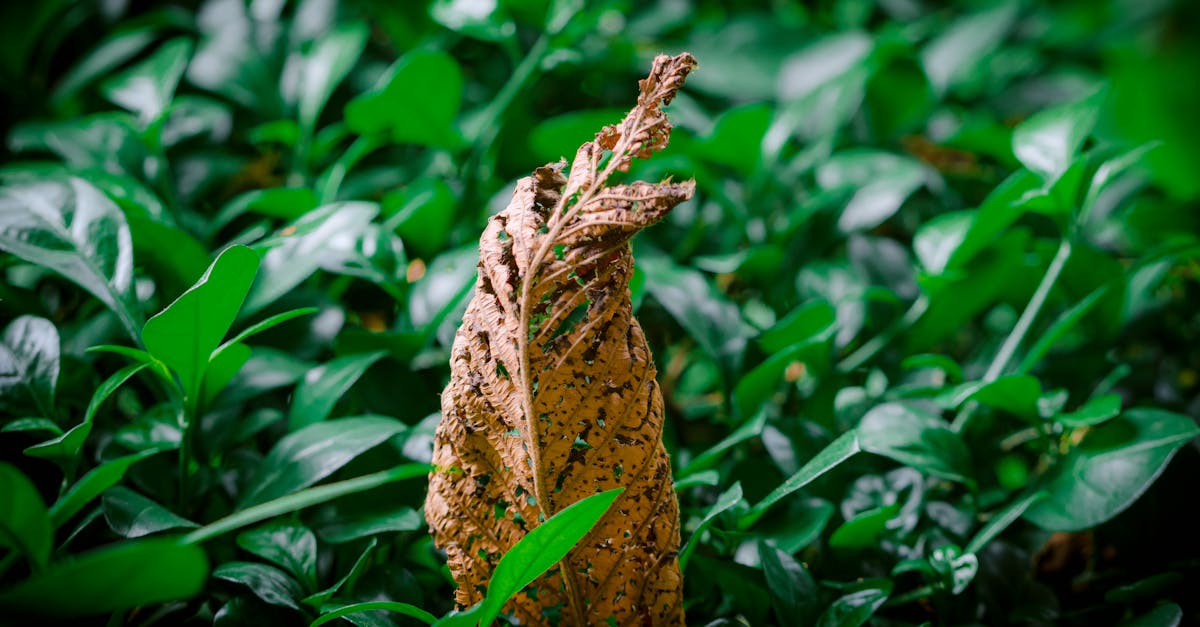 découvrez tout sur la certification environnementale, un processus essentiel pour les entreprises souhaitant prouver leur engagement envers le développement durable et la préservation de l'environnement. informez-vous sur les critères, les avantages et les différentes normes de certification.