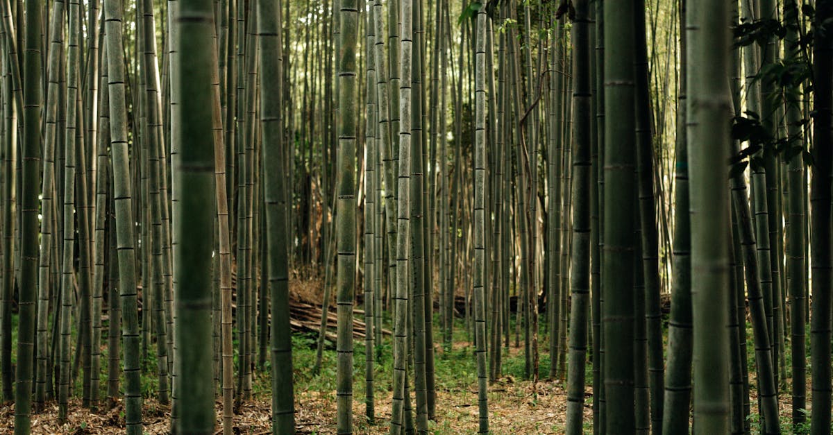 découvrez l'investissement durable : une approche éthique et responsable qui combine rentabilité financière et impact positif sur l'environnement et la société. investissez dans un avenir meilleur tout en faisant croître votre portefeuille.