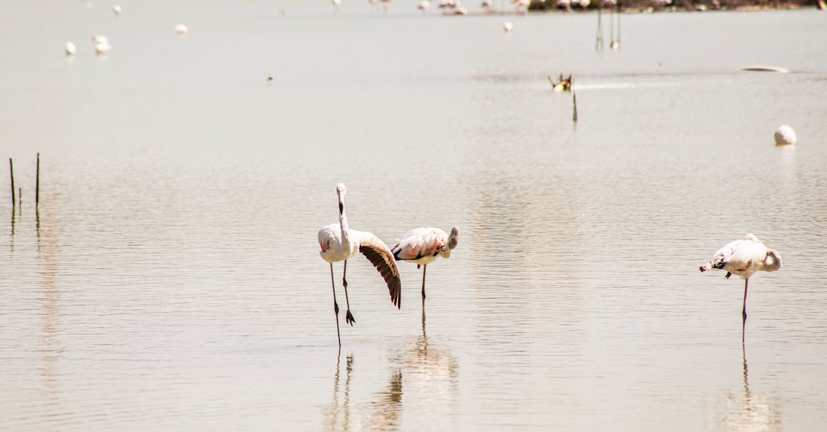 découvrez les change-makers, ces acteurs inspirants qui transforment notre monde par leurs initiatives audacieuses et leur impact positif. explorez leurs histoires, leurs projets innovants et comment ils incitent au changement dans différentes communautés.