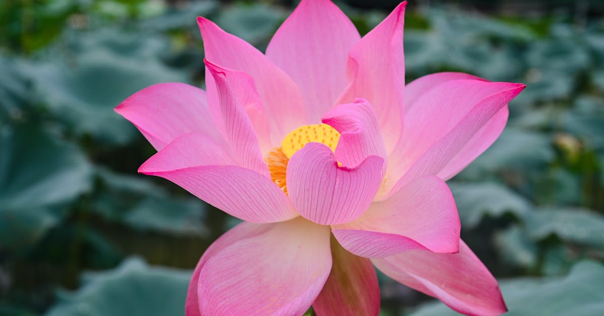 découvrez les impacts économiques et écologiques des coûts environnementaux, leur importance dans le développement durable, et les solutions pour réduire notre empreinte sur la planète.