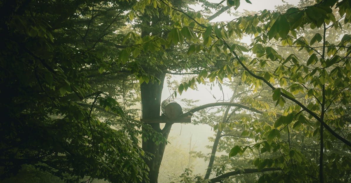 découvrez des mesures essentielles pour protéger notre planète. apprenez comment adopter des précautions environnementales dans votre quotidien pour contribuer à la préservation de la biodiversité et réduire votre empreinte écologique.