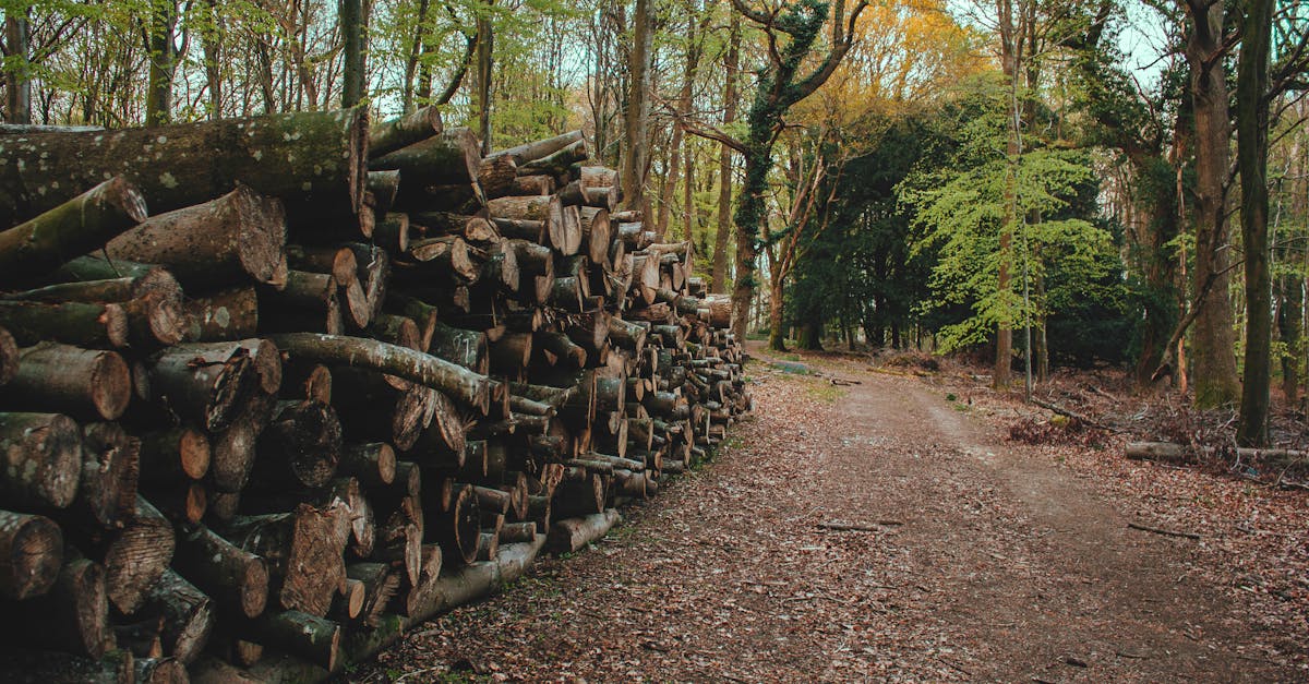 découvrez le processus de séquestration du carbone, une méthode essentielle pour lutter contre le changement climatique. apprenez comment les écosystèmes naturels et les technologies innovantes capturent et stockent le co2, contribuant ainsi à la réduction des gaz à effet de serre et à la préservation de notre planète.