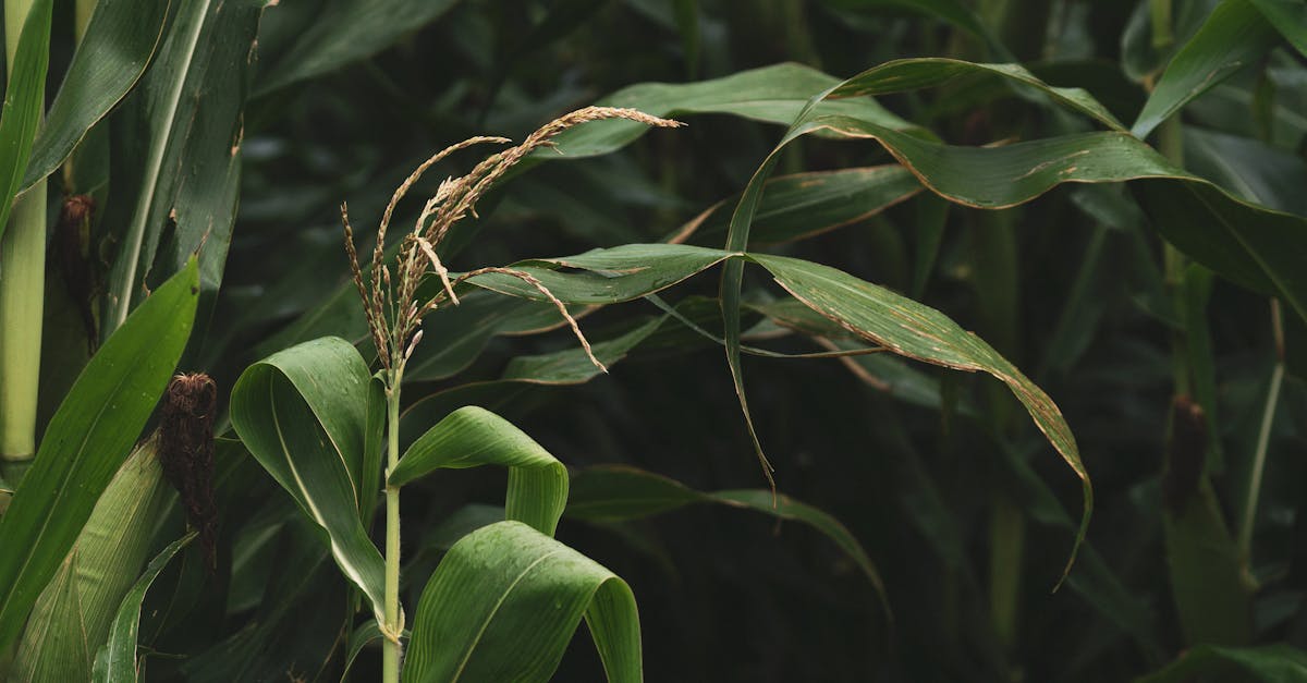 découvrez les pratiques de l'agriculture durable qui préservent l'environnement, favorisent la biodiversité et garantissent des récoltes saines. apprenez comment cultiver de manière responsable tout en soutenant les communautés et en respectant les ressources naturelles.