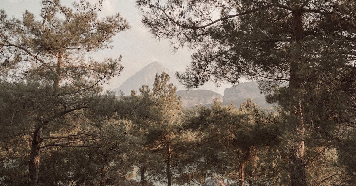 la séquestration du carbone est un processus essentiel pour réduire les niveaux de co2 dans l'atmosphère. découvrez les méthodes, les avantages environnementaux et l'importance de cette technique dans la lutte contre le changement climatique.