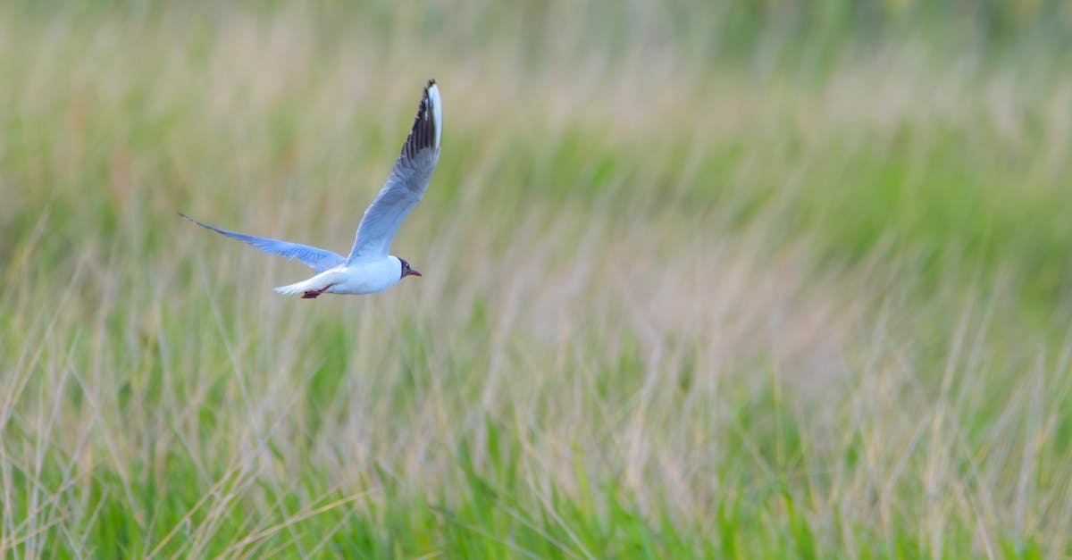 découvrez le concept d'élitisme écologique, un phénomène qui interroge les dynamiques sociales, économiques et environnementales. cette analyse aborde les implications de l'érudition écologique dans les mouvements de durabilité et la manière dont elle façonne les comportements et les politiques en matière d'environnement.