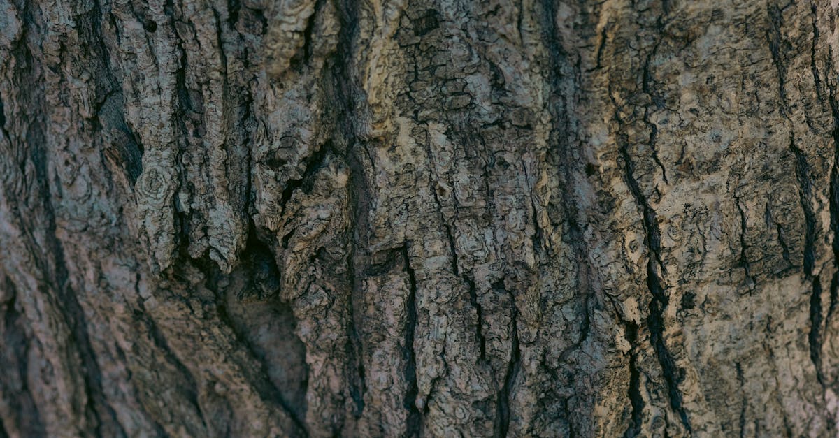 découvrez la médiation environnementale, un processus innovant qui favorise la résolution des conflits liés à l'environnement. explorez comment cette approche collaborative aide les communautés, les entreprises et les gouvernements à trouver des solutions durables pour préserver notre planète.