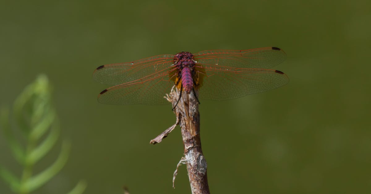 découvrez nos eco-services, des solutions durables et innovantes pour réduire votre empreinte écologique tout en améliorant votre qualité de vie. engagez-vous pour un avenir plus vert avec nos offres adaptées à vos besoins.