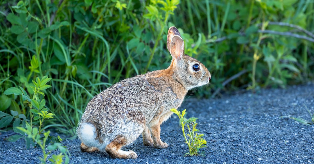 découvrez la richesse de la biodiversité, un écosystème fascinant qui abrite une variété impressionnante d'espèces animales et végétales. apprenez comment préserver notre planète et les conséquences de la perte de biodiversité sur notre environnement.