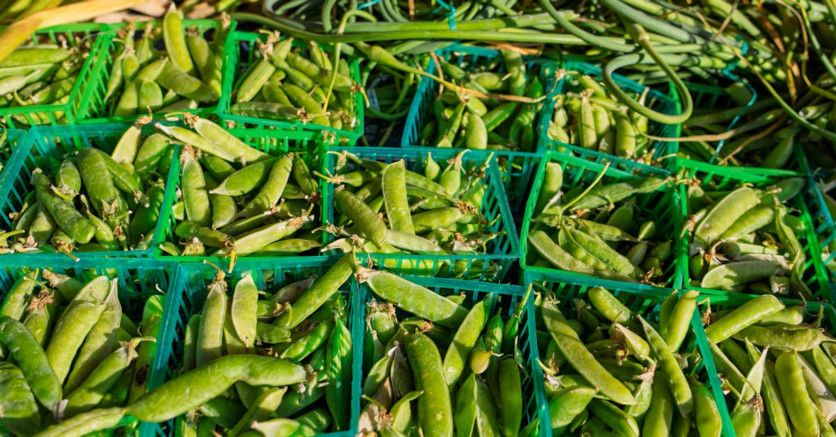 découvrez les systèmes alimentaires durables, une approche innovante qui vise à garantir la sécurité alimentaire tout en préservant l'environnement. apprenez comment intégrer des pratiques écoresponsables et promouvoir une alimentation sainement durable pour les générations futures.