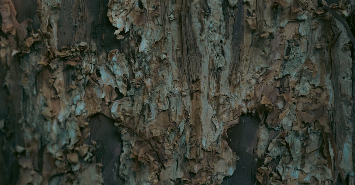 Médiation environnementale : Un outil clé pour la résolution des conflits écologiques