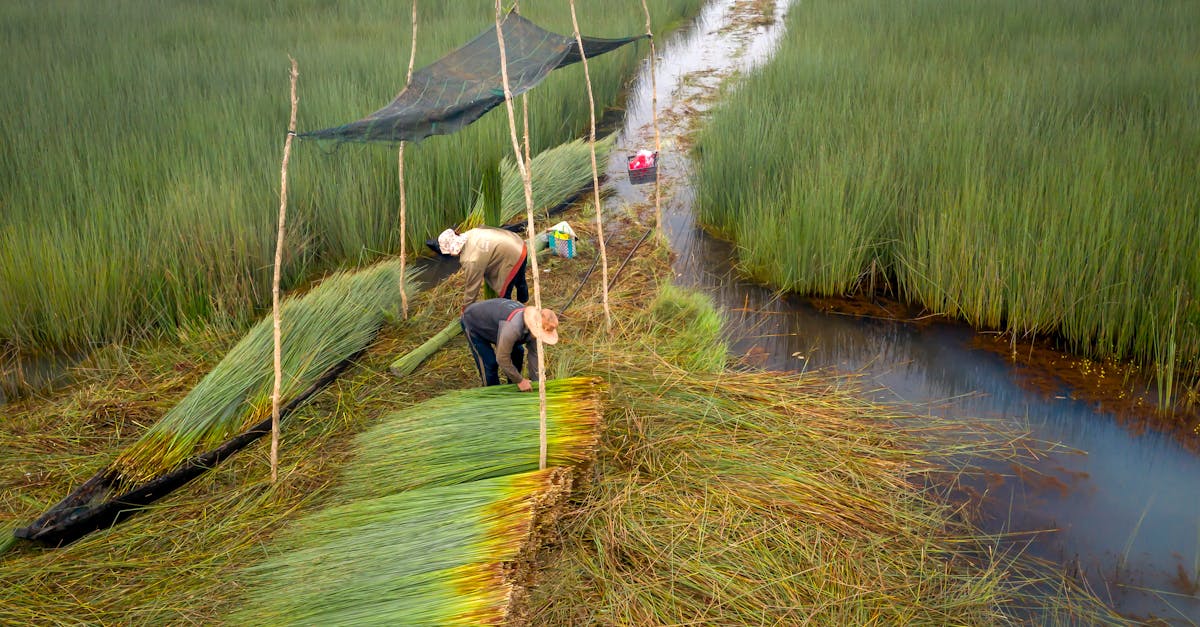 Valeur économique des écosystèmes : Comprendre l’impact sur notre société