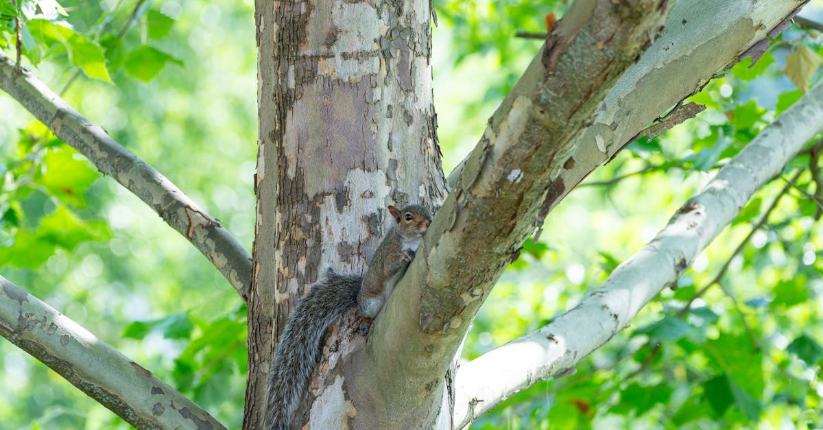 Collecte des fonds pour l’environnement : comment contribuer efficacement à la protection de notre planète