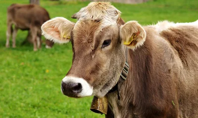 Pas-de-Calais : Alexis Bur privilégie l’herbe à la place du maïs pour nourrir ses vaches