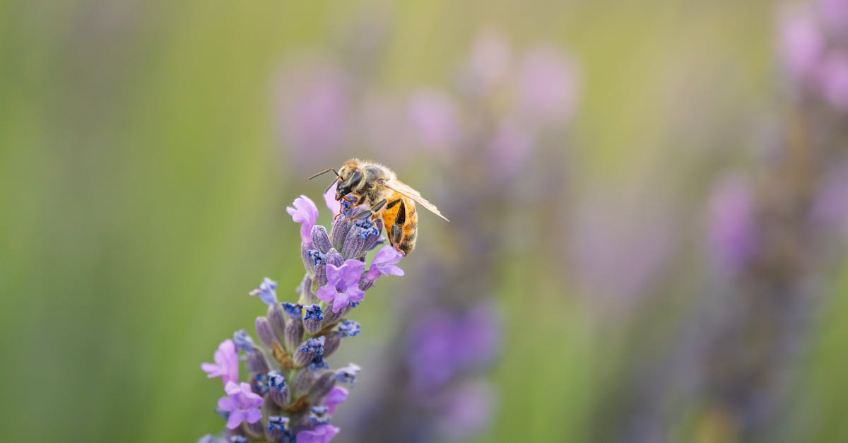 Procédures de déclaration environnementale : Comprendre les exigences et les étapes clés
