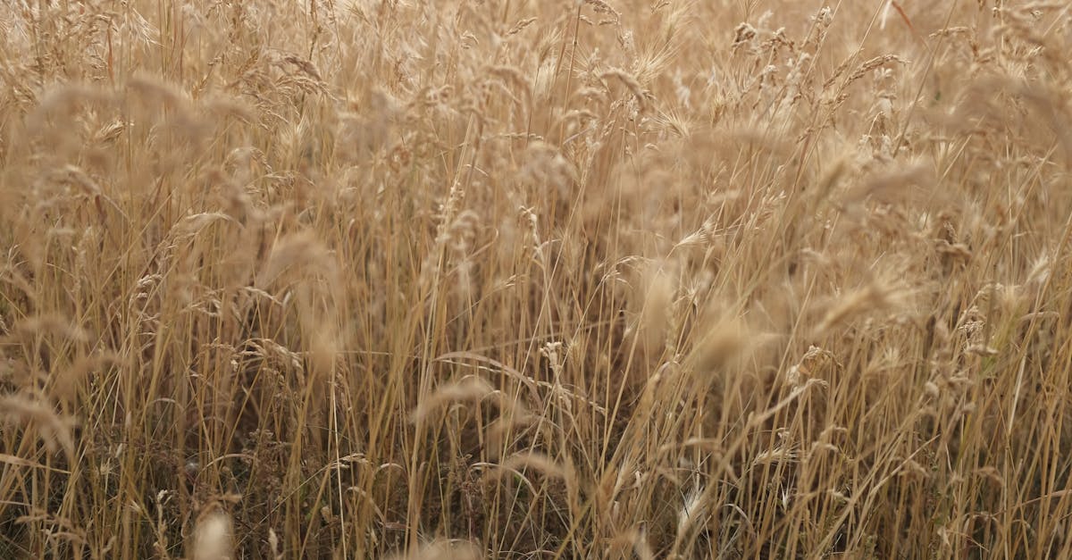 Biomasse : Une source d’énergie renouvelable à explorer
