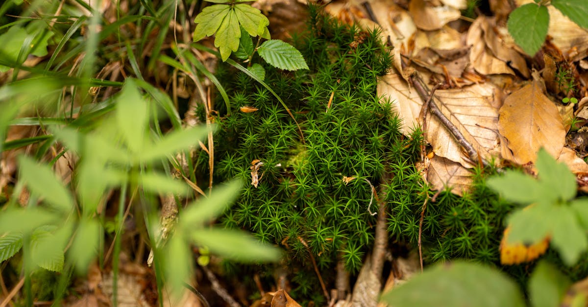 Activités de conservation : stratégies efficaces pour protéger la biodiversité