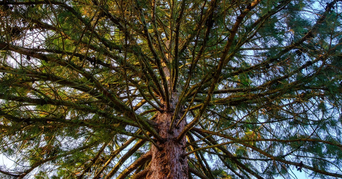 Technologie de séquestration du carbone : enjeux et innovations pour un avenir durable