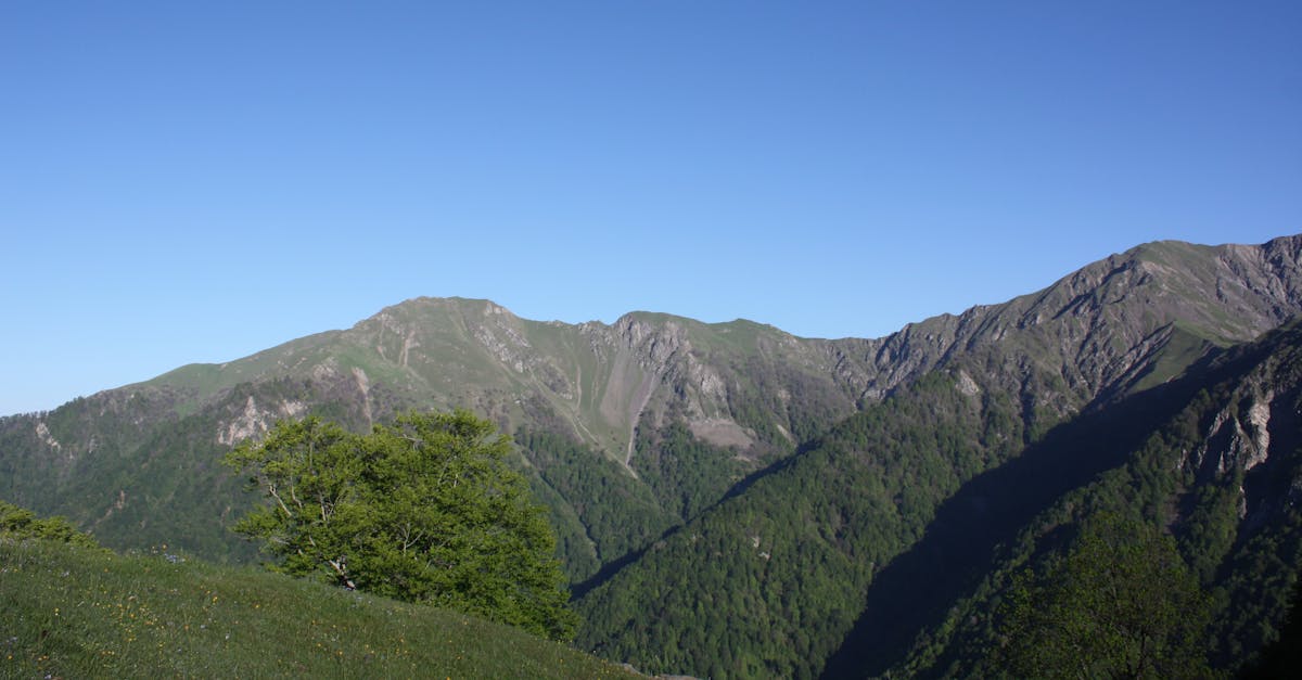 Titres verts : Comment investir de manière durable pour l’environnement