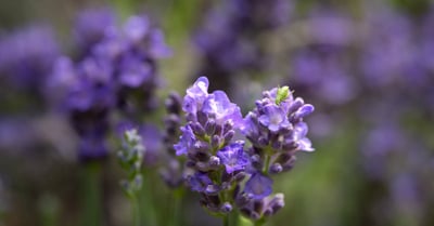 Évaluation des politiques environnementales : enjeux et perspectives pour un avenir durable