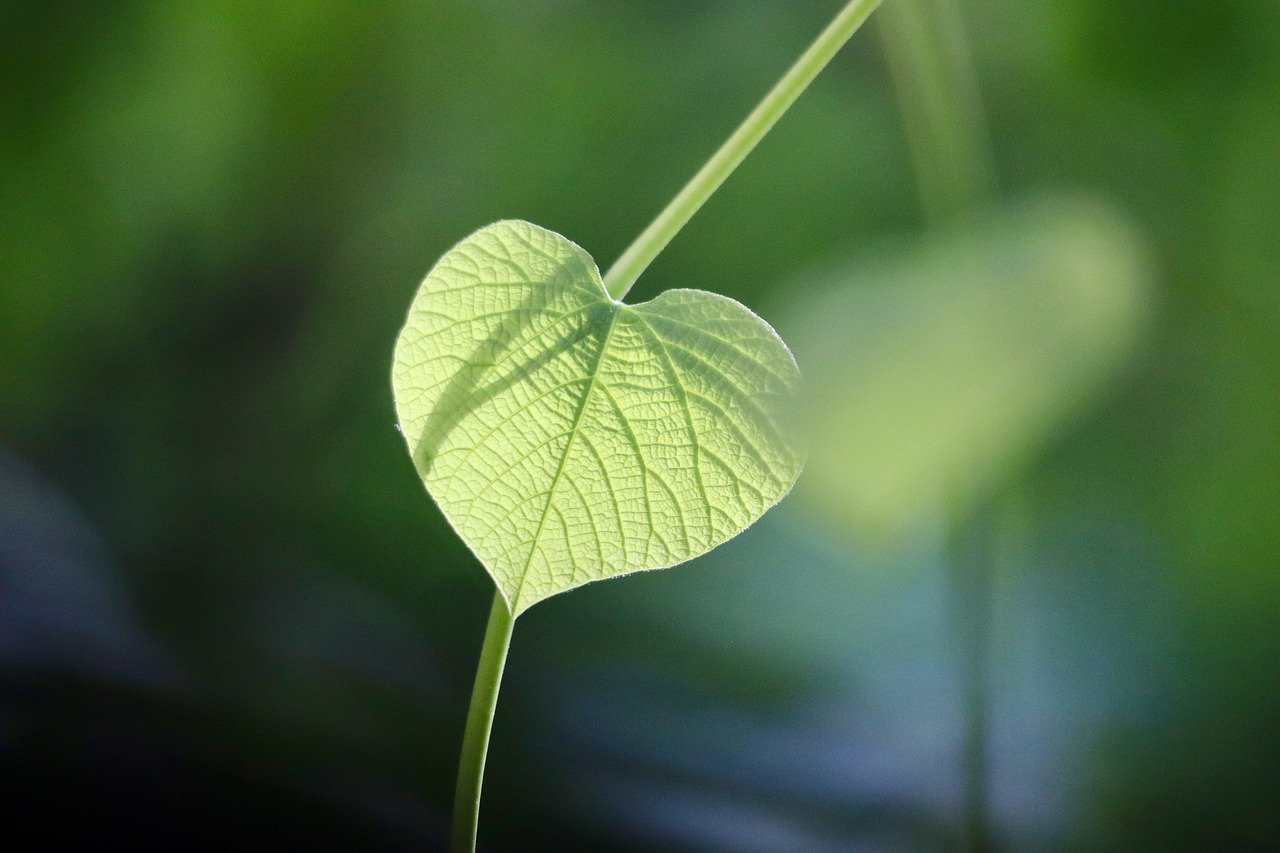 Évaluation carbone : les avantages d’un véhicule écologique