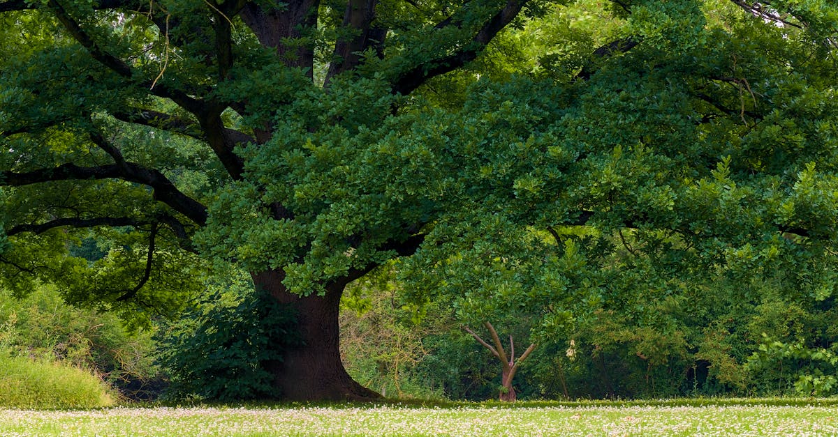 Sociétés de services écologiques : un avenir durable pour notre planète