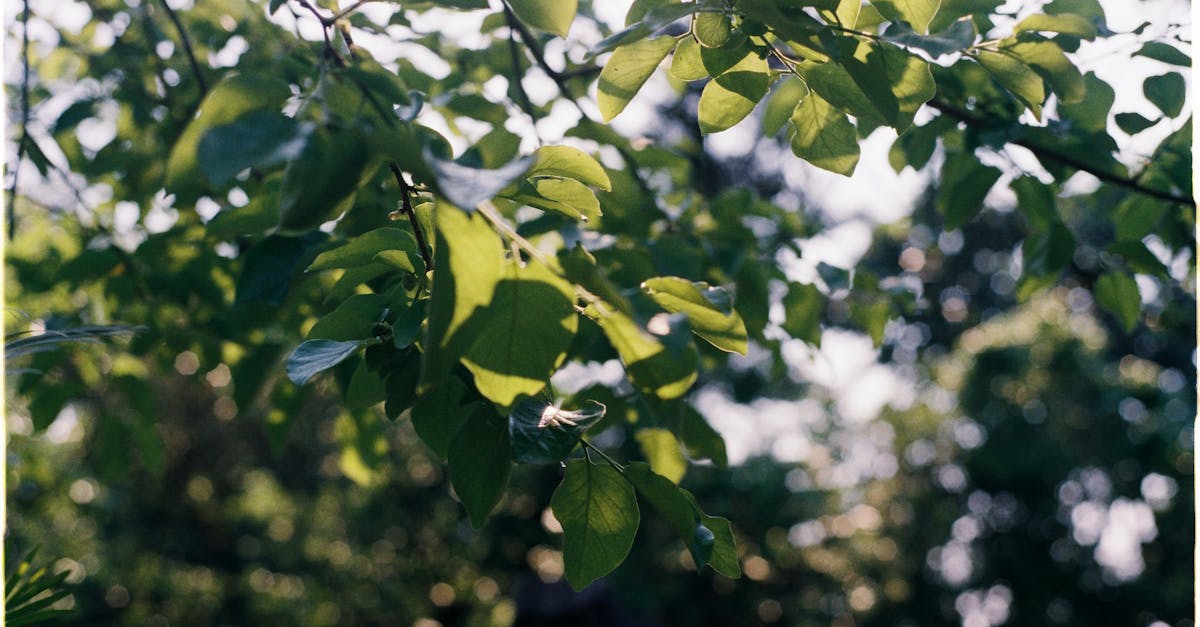 Presse environnementale : un acteur clé dans la sensibilisation aux enjeux écologiques
