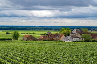 L’avenir du vin en Bourgogne : vers une neutralité carbone d’ici 2035