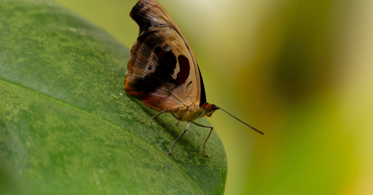 Biodiversité : comprendre son importance pour notre avenir