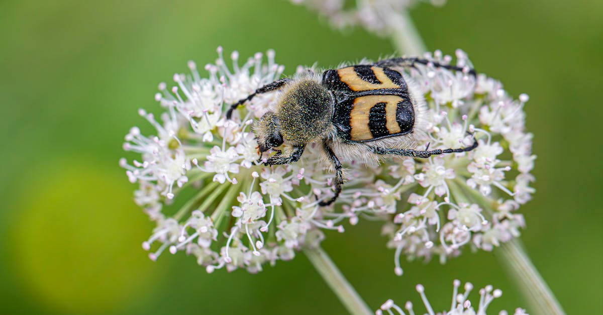 Certificats environnementaux : comprendre leur importance et leur impact sur la durabilité