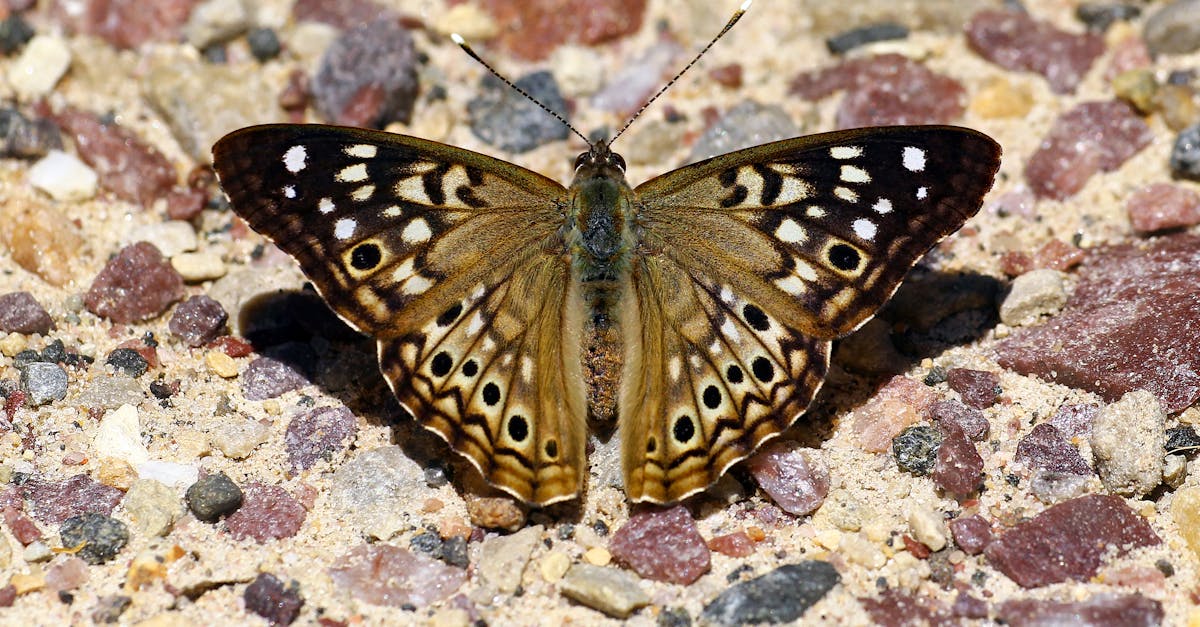 Règlementations environnementales : comprendre les défis et opportunités pour les entreprises