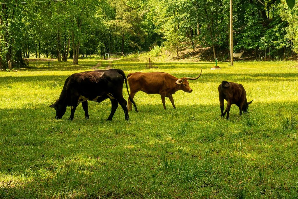 découvrez l'empreinte carbone, un indicateur clé de notre impact sur l'environnement. apprenez comment réduire votre empreinte pour préserver notre planète et favoriser un mode de vie durable.