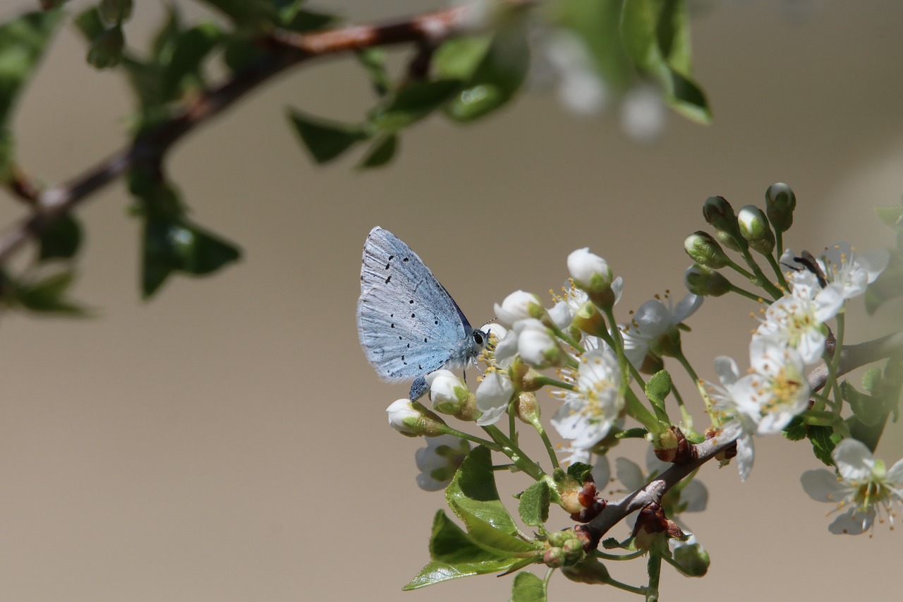 découvrez l'importance de la biodiversité pour notre planète. explorez les différents écosystèmes, la richesse des espèces et les efforts de conservation nécessaires pour préserver notre environnement pour les générations futures.
