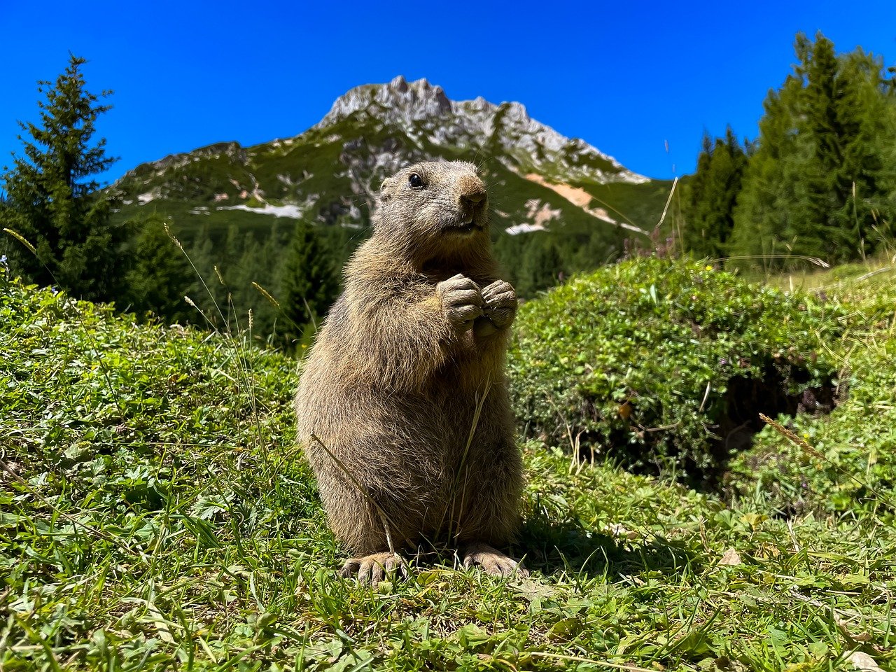 découvrez l'importance de la biodiversité pour notre planète. explorez les écosystèmes, la faune et la flore, et comprenez comment la diversité biologique contribue à la santé de notre environnement et au bien-être humain.