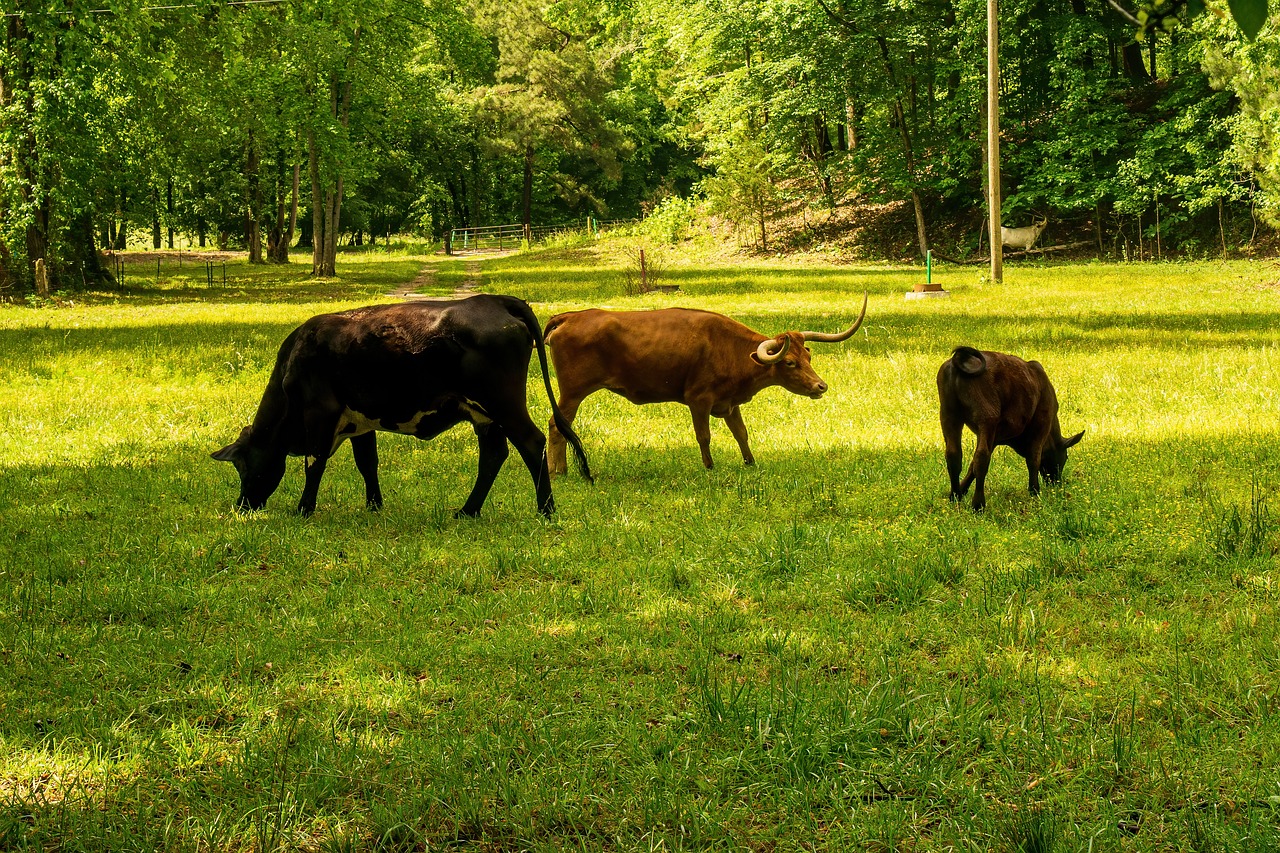 découvrez comment réduire votre empreinte carbone et contribuer à un avenir durable. explorez des astuces pratiques et des informations sur l'impact environnemental de vos choix quotidiens.
