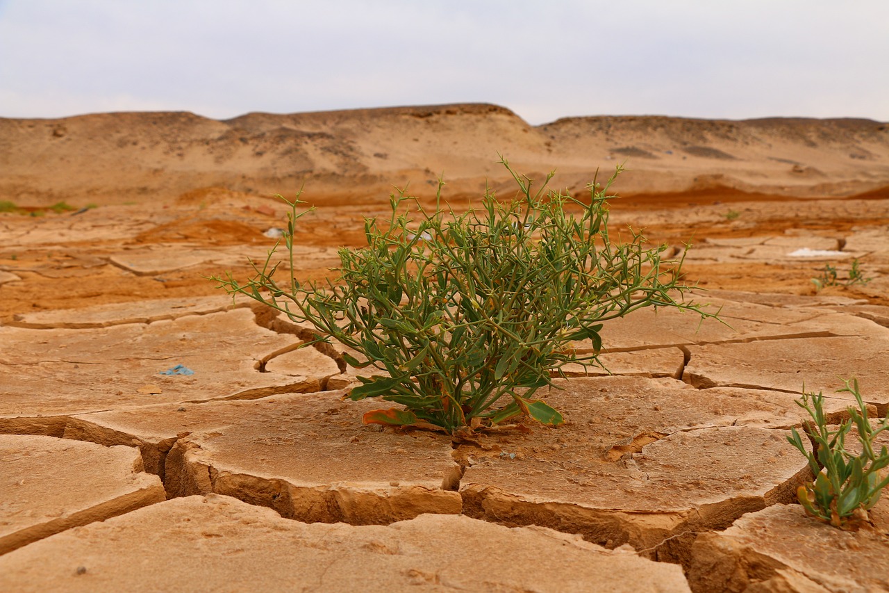 découvrez les enjeux du changement climatique, ses impacts sur notre planète et les actions à entreprendre pour un avenir durable. rejoignez la lutte pour un environnement sain et préservé.