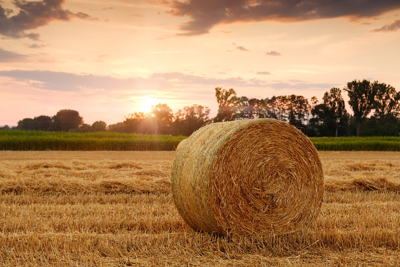 découvrez le monde de l'agriculture : ses techniques, ses innovations et son impact sur l'environnement et l'économie. explorez les pratiques durables pour un avenir alimentaire responsable.