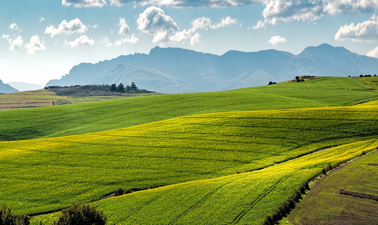 découvrez le monde de l'agriculture : méthodes, innovations et pratiques durables qui soutiennent la production alimentaire et protègent notre environnement.