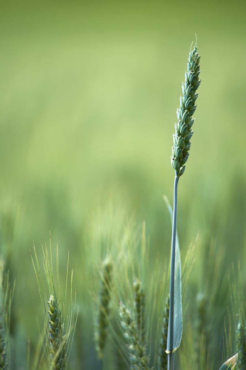 découvrez l'univers de l'agriculture, un secteur essentiel qui façonne notre alimentation et notre environnement. plongez dans les pratiques durables, les innovations technologiques et les enjeux contemporains qui impactent les agriculteurs et les consommateurs. rejoignez-nous pour explorer les tendances et les défis de l'agriculture moderne.