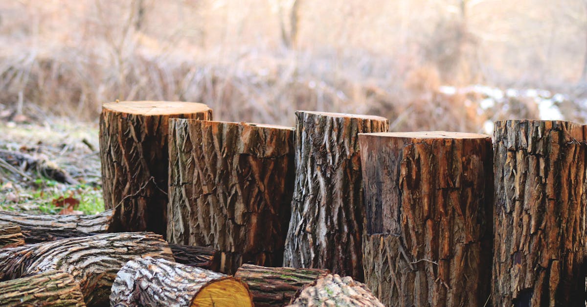 découvrez l'impact de votre consommation sur l'environnement à travers l'empreinte carbone. apprenez comment réduire votre empreinte écologique et contribuer à un avenir durable.